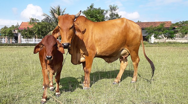 Giá rét kéo dài: Cần đặc biệt chăm sóc cho đàn trâu bò (18/02/2022)